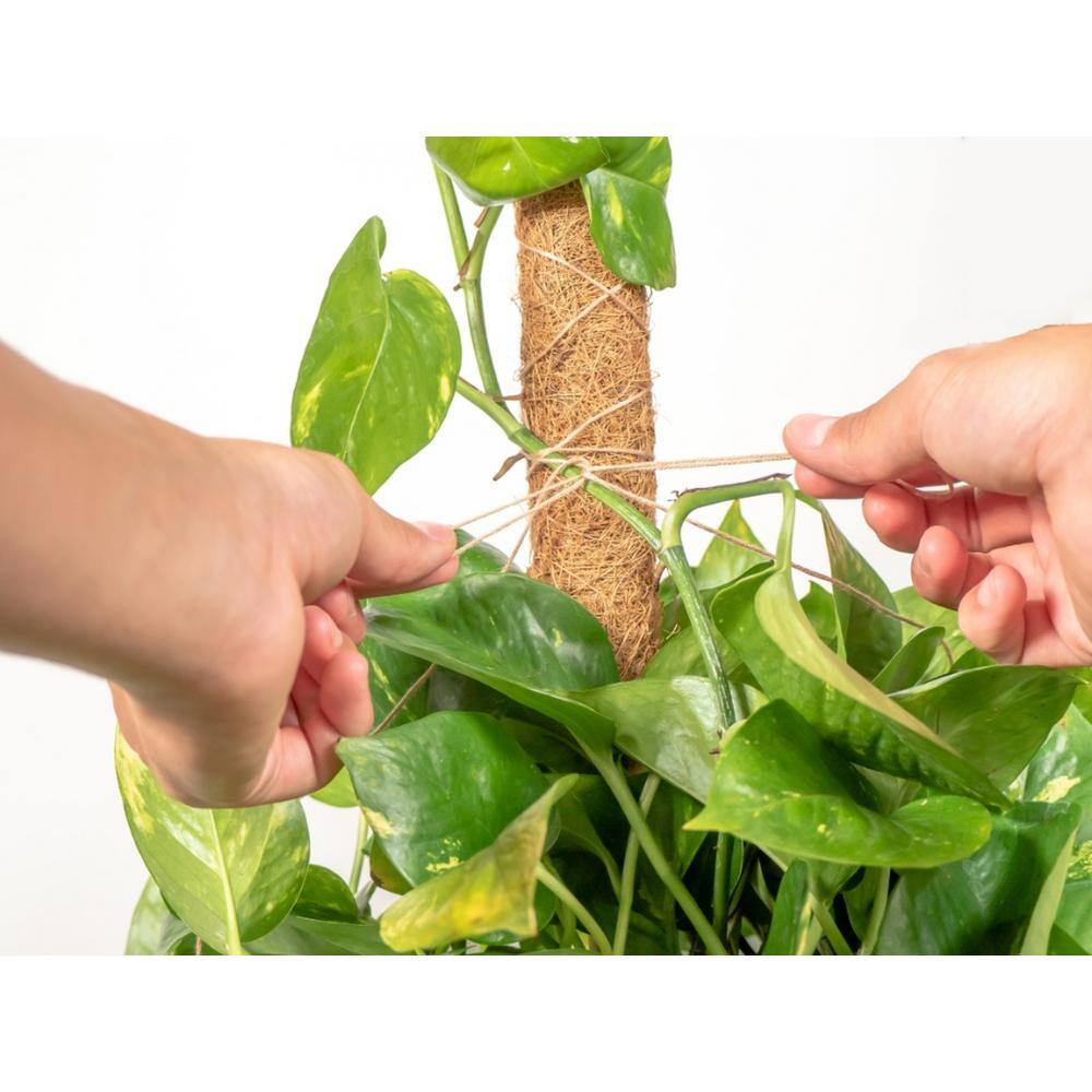 24-Inch Natural Coco Moss Plant Support Stakes, 4-Pack
