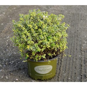 3G Radiance Abelia Plant with Cream-Edged Bright Green Leaves That Blooms with Masses of Fragrant White Flowers