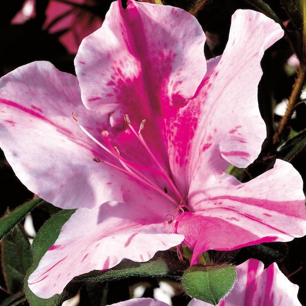 7 Gal. Autumn Twist Azalea Bush with Reblooming Purple and White Flowers - Low-Maintenance Evergreen Shrub