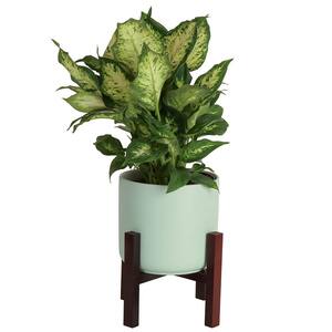 6 in. Dumb Cane, Dieffenbachia Plant in Mid Century Planter and Stand