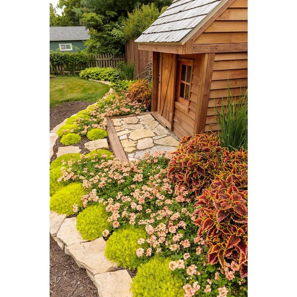 4.25 in. Lemon Coral Sedum (Sedum Mexicanum) Live Annual Plant, Chartreuse Green Foliage (4-Pack)