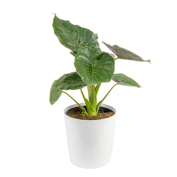 Costa Farms Grower's Choice Indoor Alocasia Elephant Ear Plant in 10 in. White Decor Planter, Avg. Shipping Height 1-2 ft. Tall