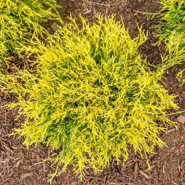 Cypress - 5 (-20 to -10 F) - Outdoor Plants - The Home Depot