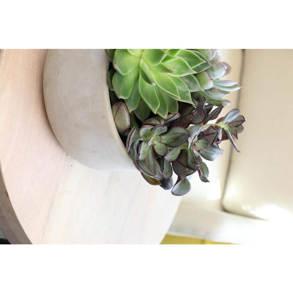 Assorted Echeveria Succulent Plants in 3.5 Inch Black Pots