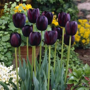 Tulips Queen Of Night Set of 5 Bulbs