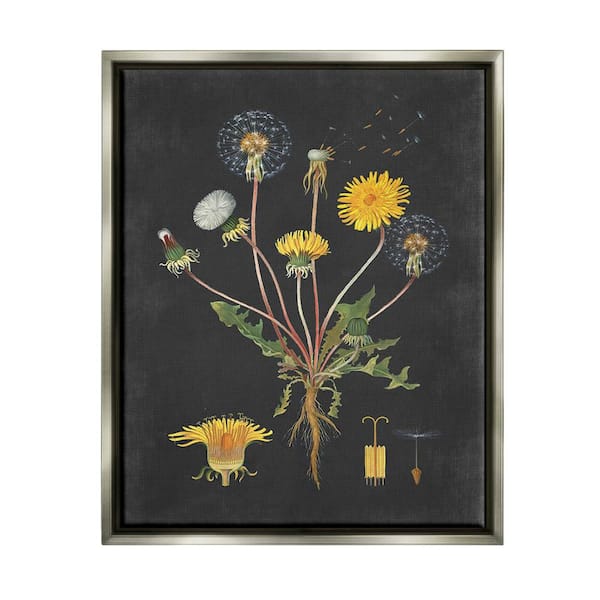 The Stupell Home Decor Collection Botanical Drawing Dandelion On Black Design by Lettered and Lined Floater Frame Nature Wall Art Print 21 in. x 17 in. .