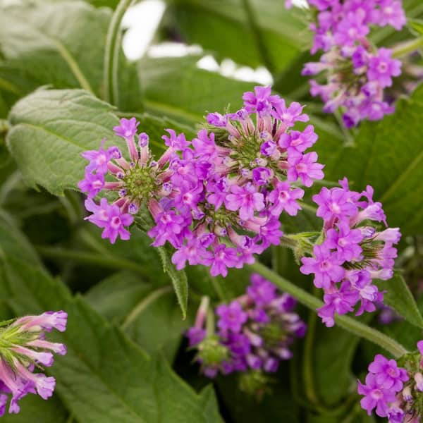 2 Qt. Verbena Bonariensis Perennial Plant (3-Pack)