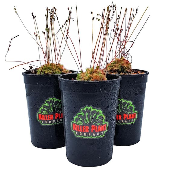 Have a question about KILLER PLANT COMPANY Sundew - Drosera