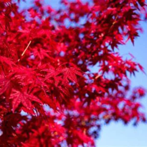 5 Gal. Red Japanese Maple Ornamental Tree MAPJRE05G - The