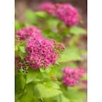 Double Play Gold Spirea (Spiraea) Live Shrub, Pink Flowers with Green and Yellow Foliage, 4.5 in. qt.