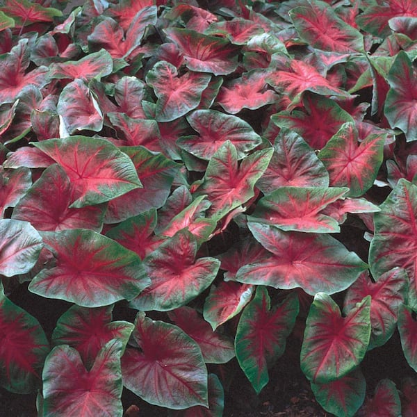 Vigoro 2.5 Qt. #1 Strap Leaf Red Caladium Plant