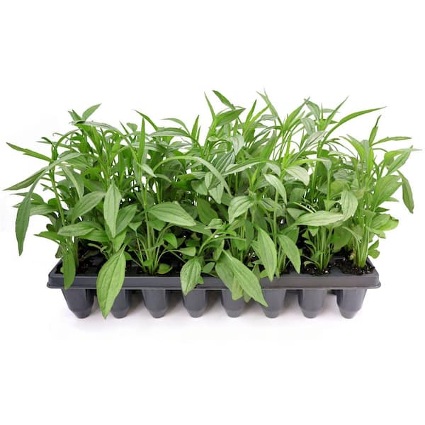 3 in. Orange Coneflower Rudbeckia Plant Starter Plugs (32-Count Tray)