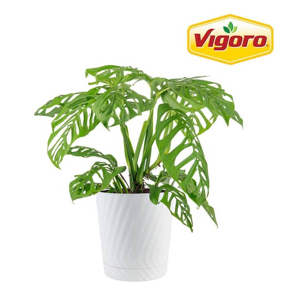 Vigoro Trending Tropical Monstera Esqueleto Indoor Plant in 10 in