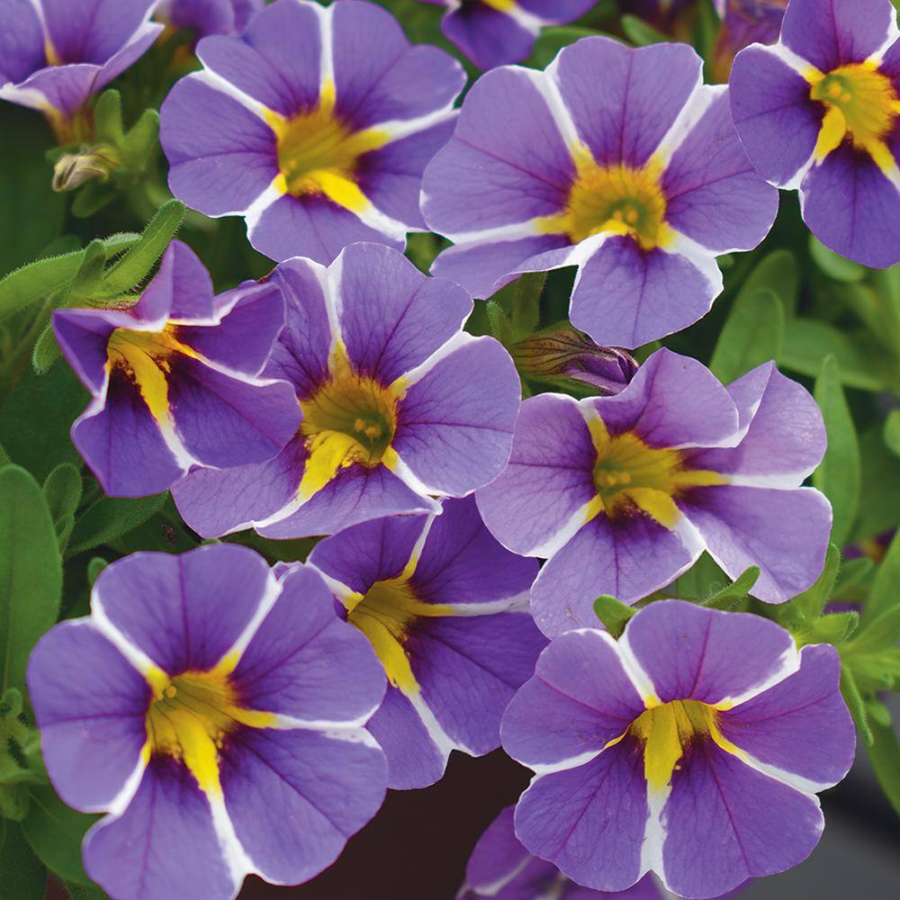 Vigoro 2 QT Calibrachoa Million Bells 'MiniFamous Uno Violet Star