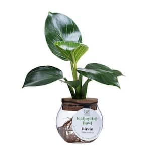 3 in. leafjoy H2O Bowl, Prismacolor 'Birkin' Hybrid (Philodendron), Live Plant, Glass Vase (1-Pack)