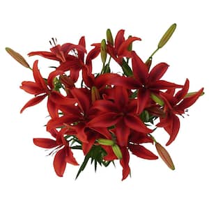 28 Blooms of Red Color Asiatic Lilies 8 Stems- Fresh Flower Delivery