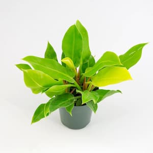 6 in. philodendron Moonlight Plant