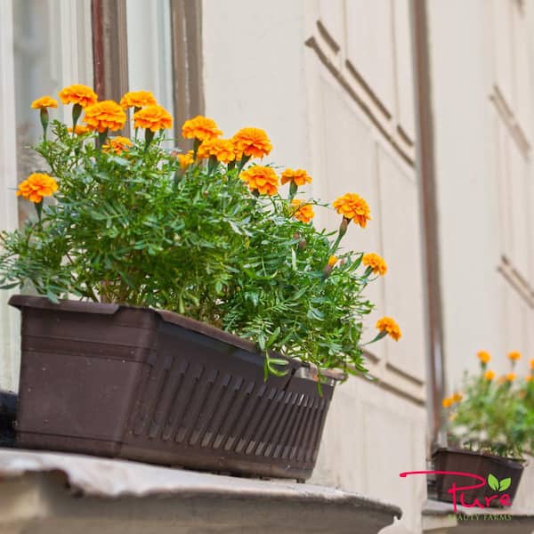 1.38 Pt. Marigold Plant Orange Flower in 4.5 in. Grower's Pot (4-Plants)