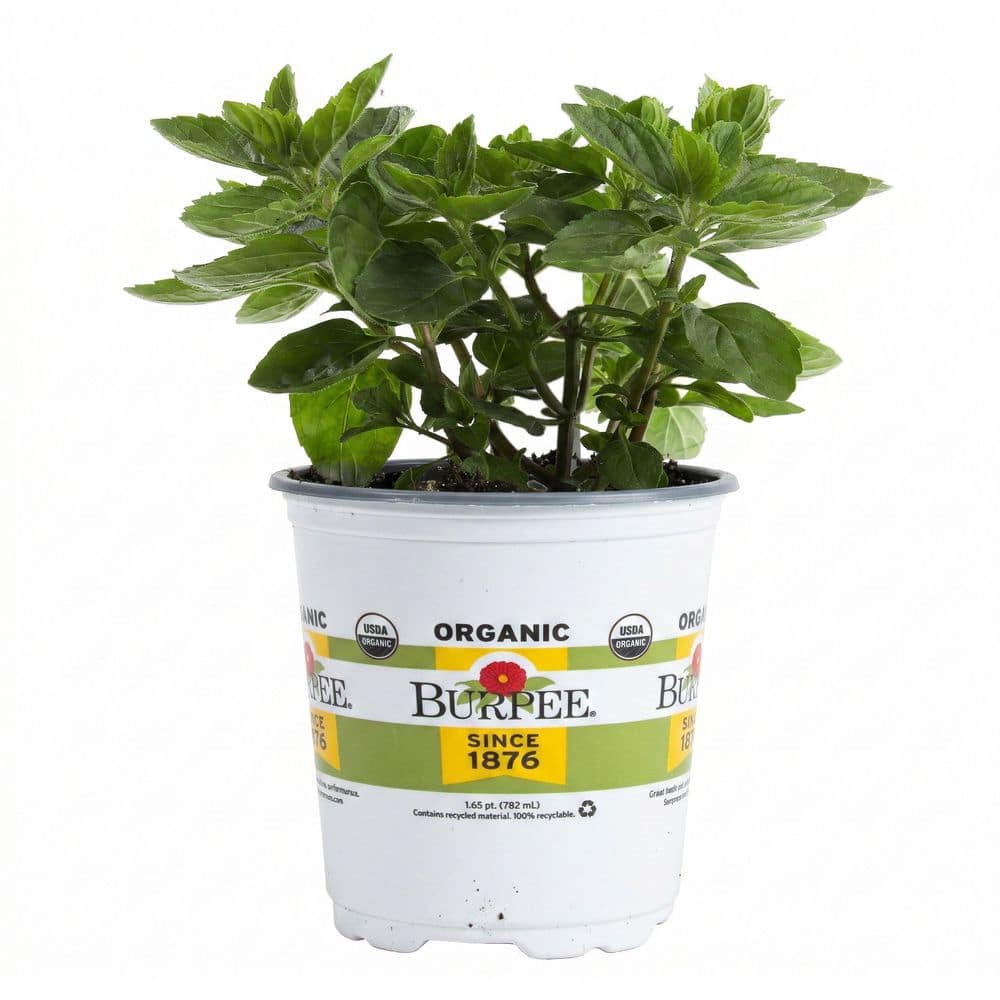 Mint Plant Home Depot