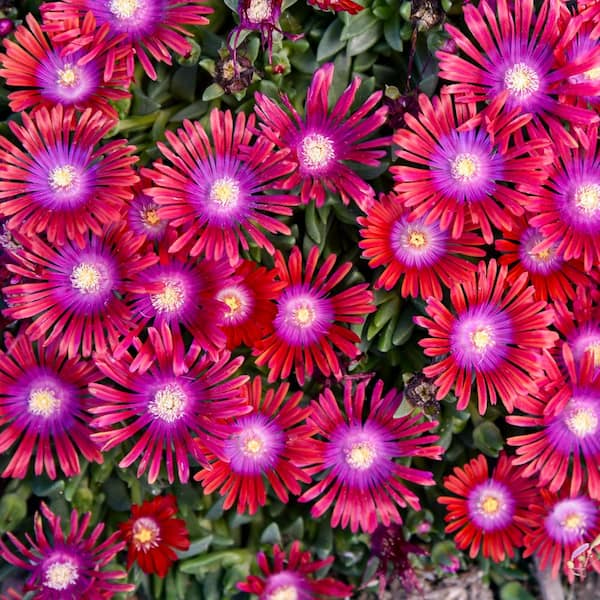 0.65 Gal. Kaleidoscope Razzle Dazzle Hardy Ice Plant (Delosperma Hybrid) Live Perennial Plant with Red Flowers