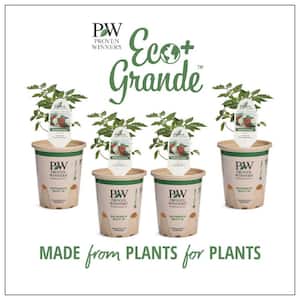 4.25 in. Eco+Grande Heirloom Beefsteak Tomato (Lycopersicon) Live Vegetable Plant (4-Pack)