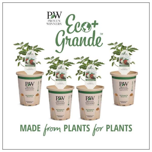 PROVEN WINNERS 4.25 in. Eco+Grande Heirloom Beefsteak Tomato (Lycopersicon) Live Vegetable Plant (4-Pack)