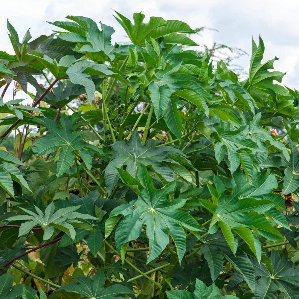 Gurney S Castor Beans 10 Seed Packet 15285 The Home Depot