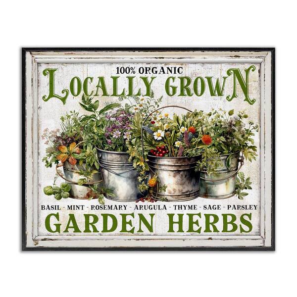 Stupell Industries Vintage Herbs in Buckets by Creatif Belle Black Framed Nature Giclee Art Print 11 in. x 14 in.
