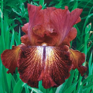 Paprika Fono's Reblooming Iris Live Bareroot Plant Reddish-Brown Yellow and White Flowers (5-Pack)