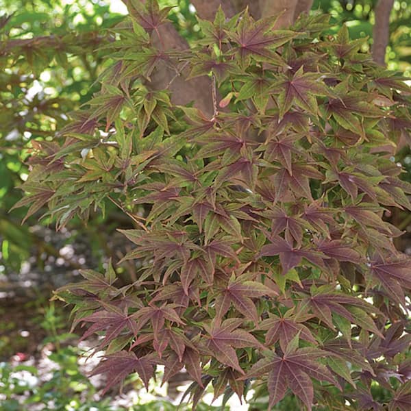 11 5 In 3 Red Dissectum Japanese Maple Tree 173 The Home Depot 11 5 In 3 Red Dissectum Japanese Maple Tree 173 The Home Depot