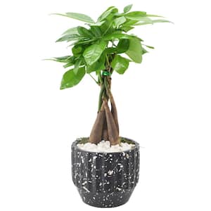 5 in. Money Tree Speckled Splash Black Ceramic Planter