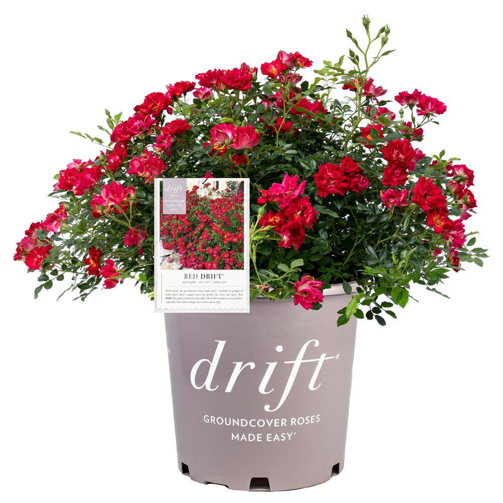 Drift 3 Gal. Red Drift Rose Bush with Red Flowers 13442 - The Home Depot