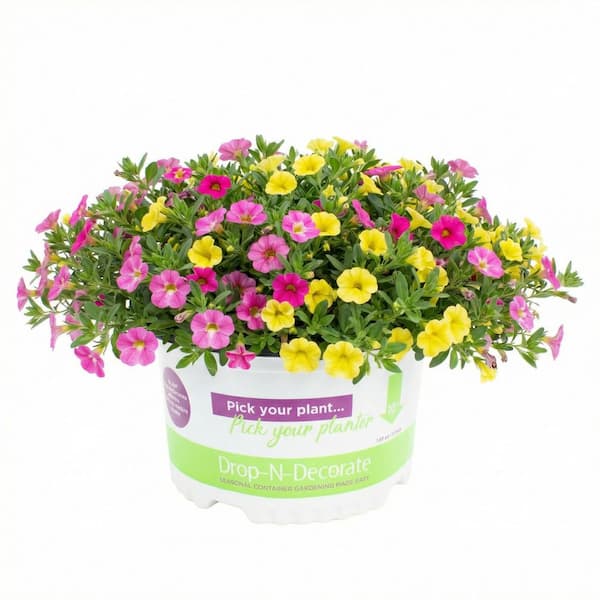 10 in. Drop N Decorate Pot Calibrachoa Petite Plant (1 Plant)