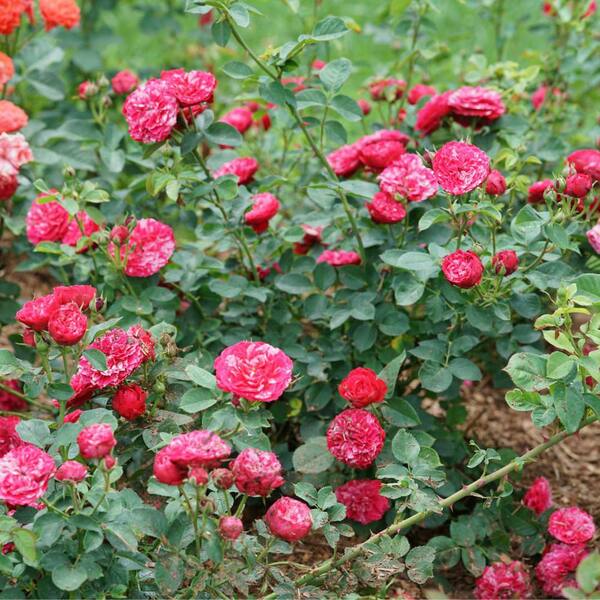 Proven Winners 4.5 in. qt. Oso Easy Red Stripe Landscape Rose