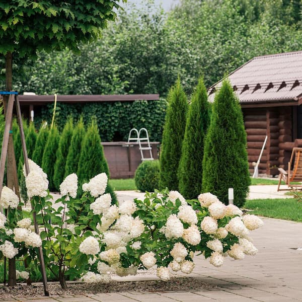 Have a question about national PLANT NETWORK 1 gal. Arborvitae