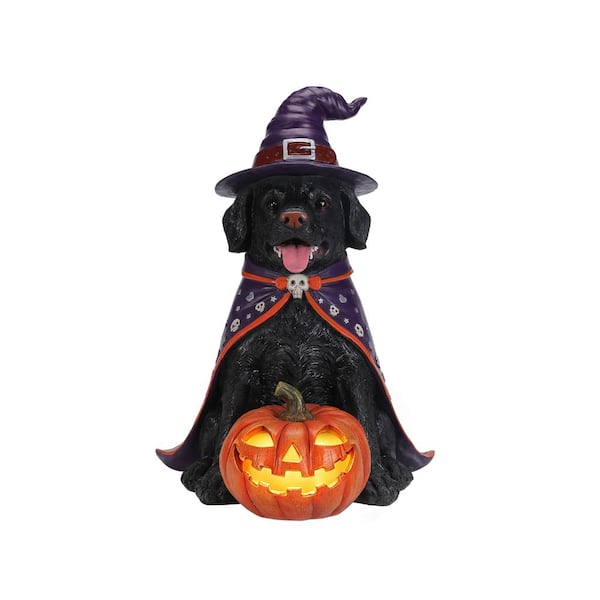 Halloween Black Labrador Retriever Dog Statue with Witch Hat & Cape, LED Light Up Jack-O-Lantern Pumpkin