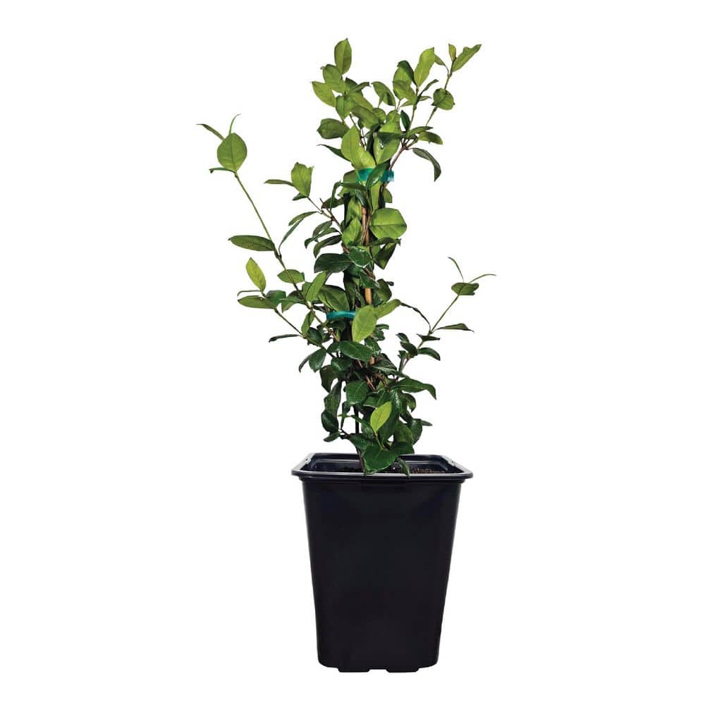 NATURE'S WAY FARMS 2 qt. Staked Confederate Jasmine Flowering