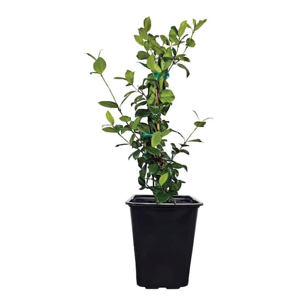 NATURE'S WAY FARMS 2 qt. Staked Confederate Jasmine Flowering