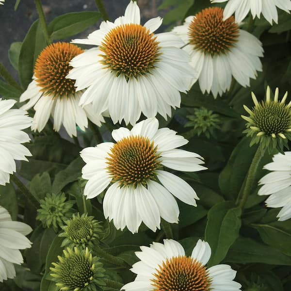 Vigoro 2.6 Qt. #1 White and Cream Coneflower Plant