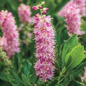 2.50 qt. Pot, Ruby Spice Summer sweet Bush, Live Potted Deciduous Flowering Plant (1-Pack)