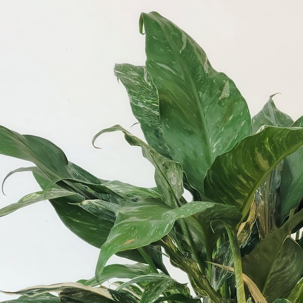 national PLANT NETWORK 4 in. Spathiphyllum Domino Variegated Peace