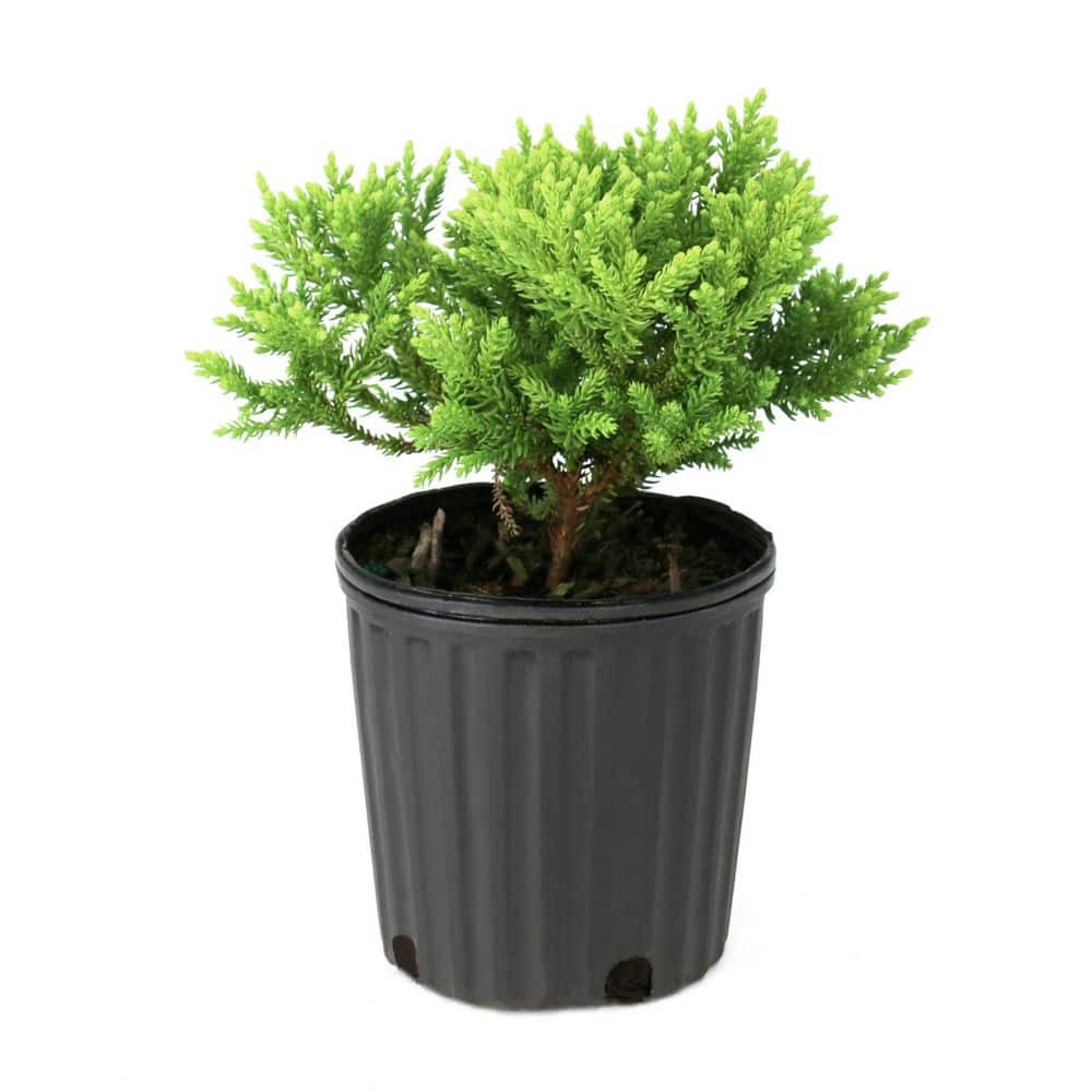 national PLANT NETWORK 1 Gal. Cryptomeria Dragon Prince Shrub
