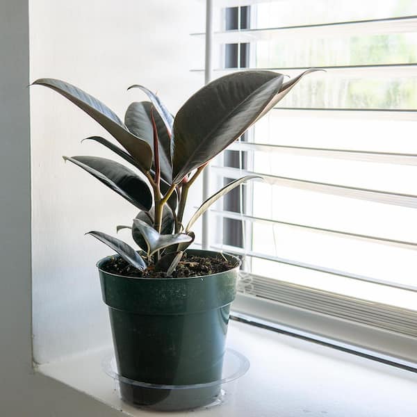 17 Cm. Tineke Ficus Plant in Sea Grass Pot