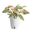 Costa Farms Pink Princess Philodendron Plant in 6 in. Decor Planter, Average Shipping Height 1-2 ft. Tall