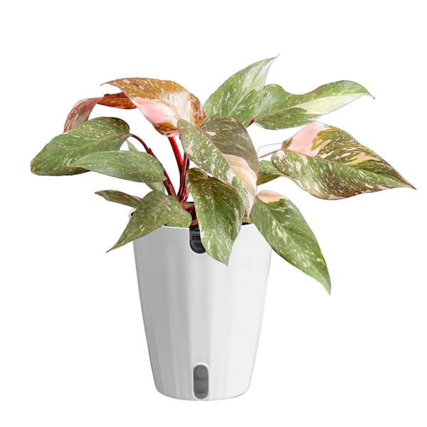 Costa Farms Pink Princess Philodendron Plant in 6 in. Decor Planter, Average Shipping Height 1-2 ft. Tall