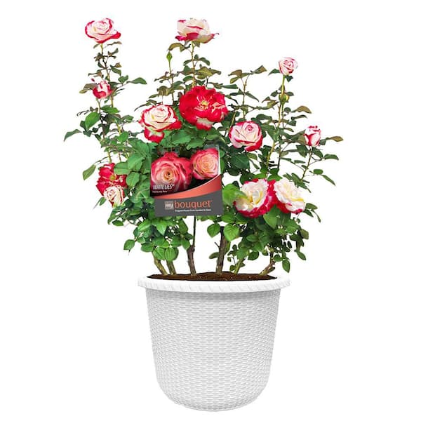 2 Gal. White Lies Rose Plant with White to Red Flowers in Decorative Container