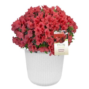 ENCORE AZALEA 2 Gal. Autumn Empress Azalea Shrub with Semi-Double
