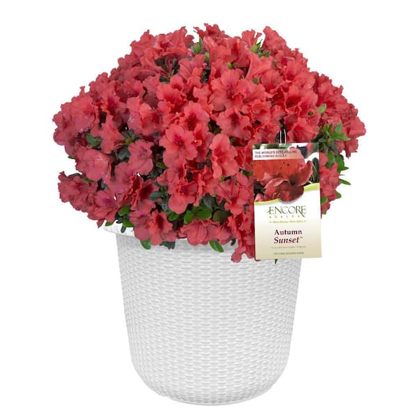 ENCORE AZALEA 1 Gal. Autumn Sunset Azalea Live Reblooming Shrub