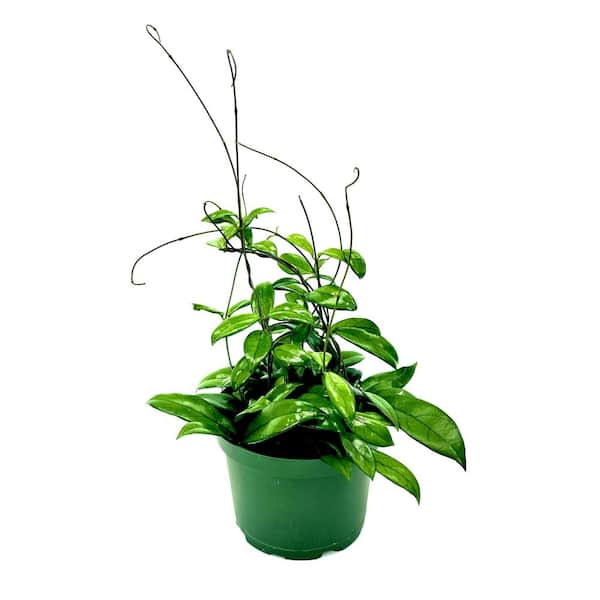 HAMPSHIRE FARMS 6 in. Hoya Crassipetiolata Plant in Grower Pot