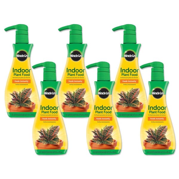 austral gemtm birds nest fern Austral Gem Bird's Nest Fern